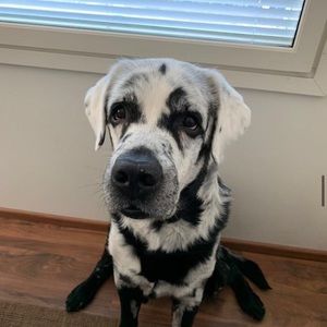 Meet your Posher, Blake